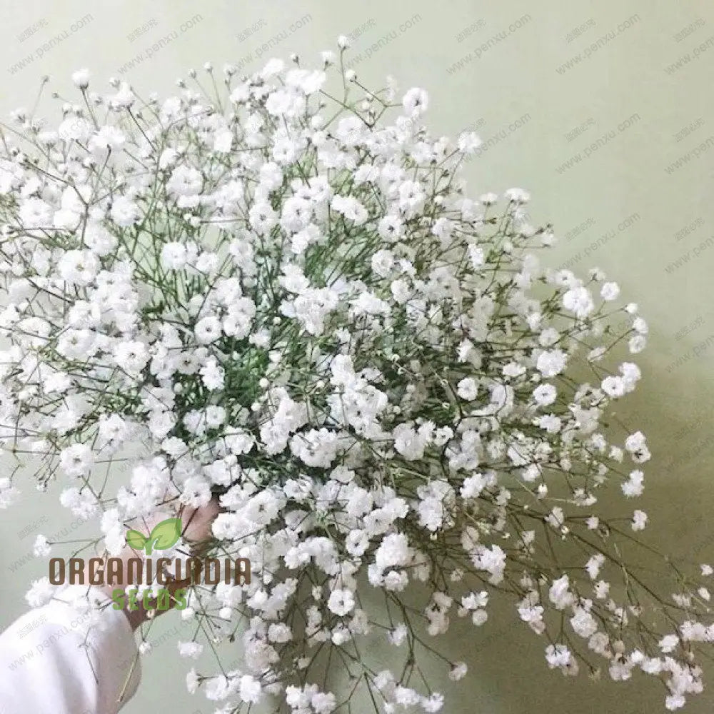 White Gypsophila Starry Sky seeds for planting ornamental flowers