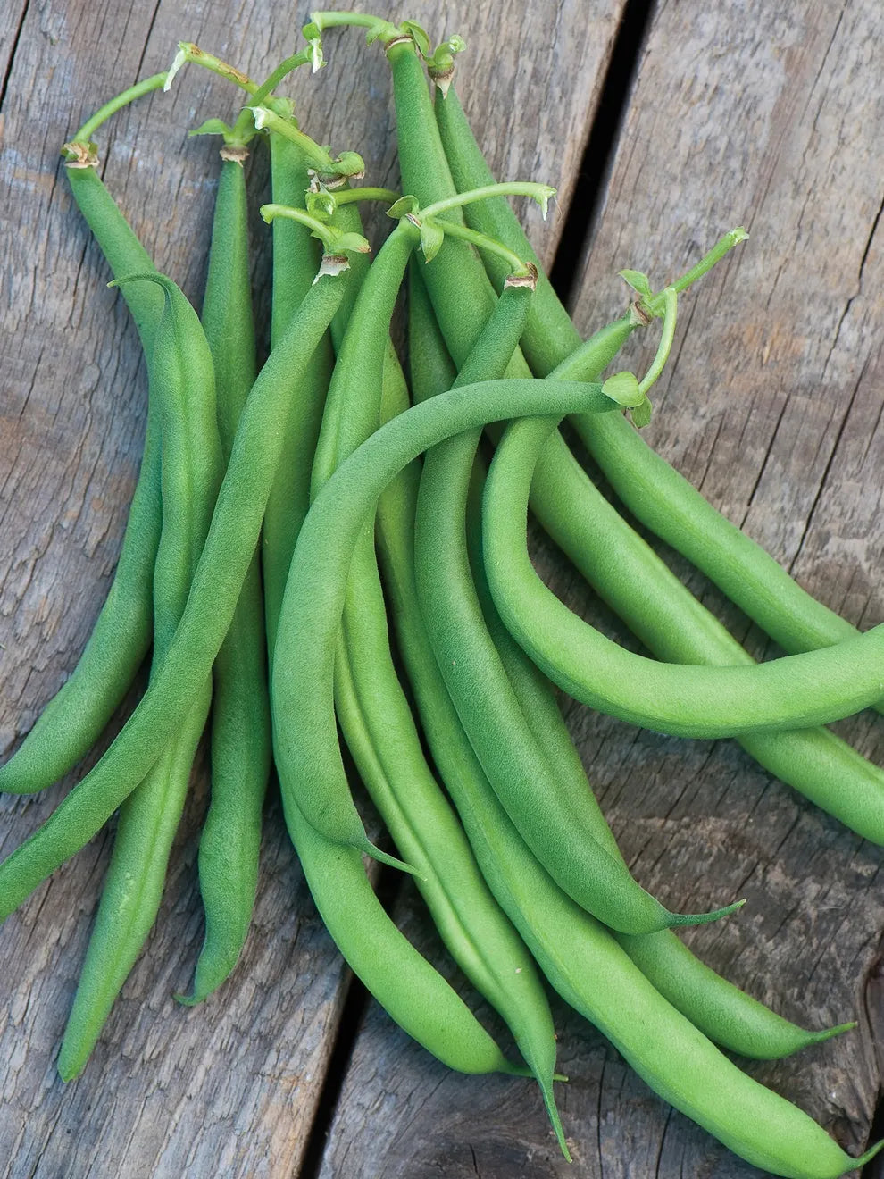 Harvested White Half Runner Green Beans from Seeds, Tender and Flavorful Pods