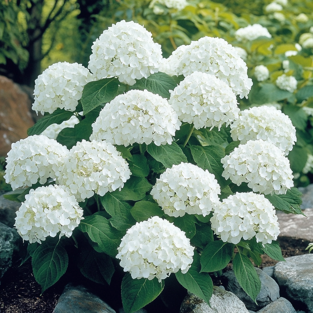 White Hydrangea Annabelle Flower Cluster Close Up