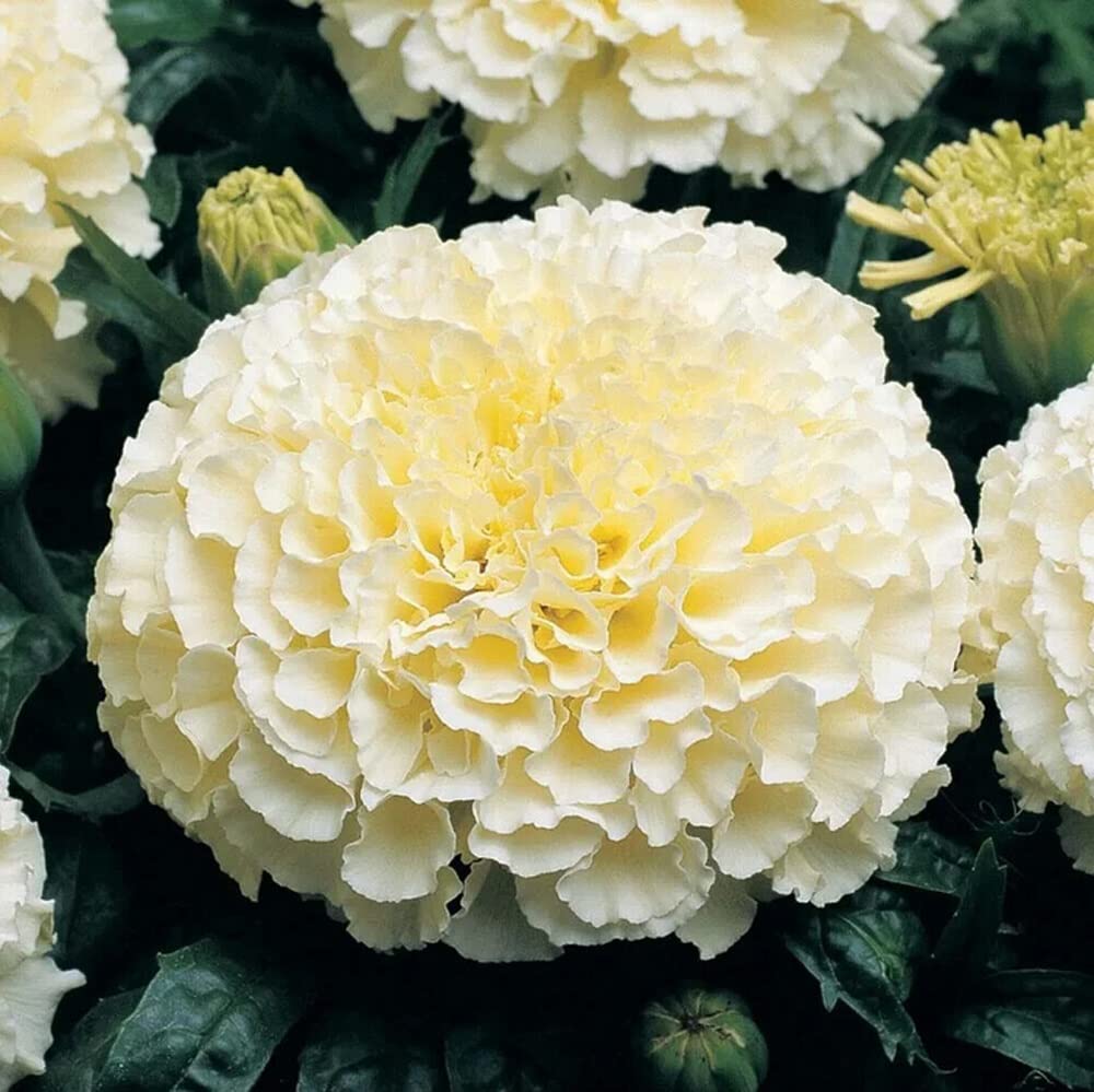 White marigold seeds elegant blooms for gardens