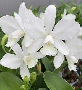 White Orchid Cattleya Seeds for Beautiful Garden Flowers