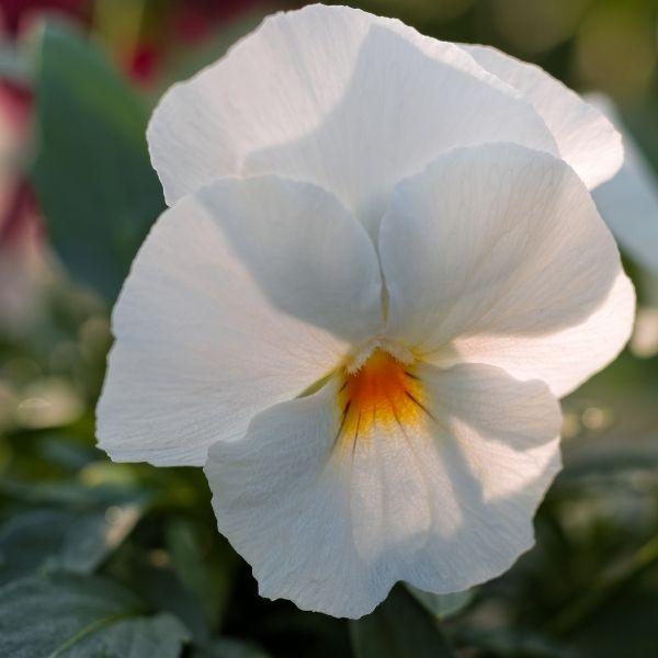 White Pansy Flower Seeds,Pure Elegant Blooms, Easy to Grow, Non-GMO