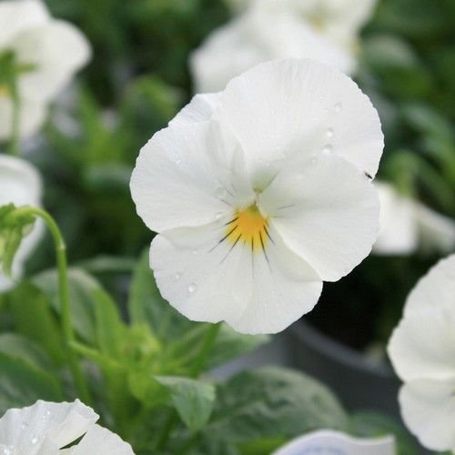 White Pansy Seeds for Container Gardening and Landscape Use