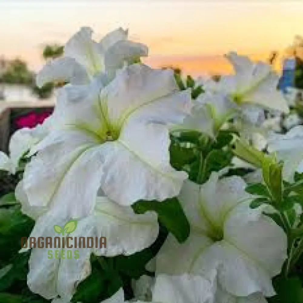 White petunia seeds for garden planting home garden use