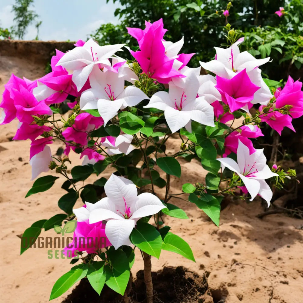 White Pink Bougainvillea Seeds for Planting with Vibrant Blooms