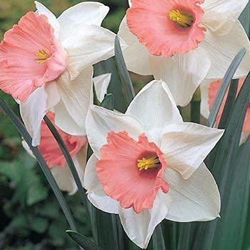 White and Pink Narcissus Seed Mix for Beautiful Garden Blooms