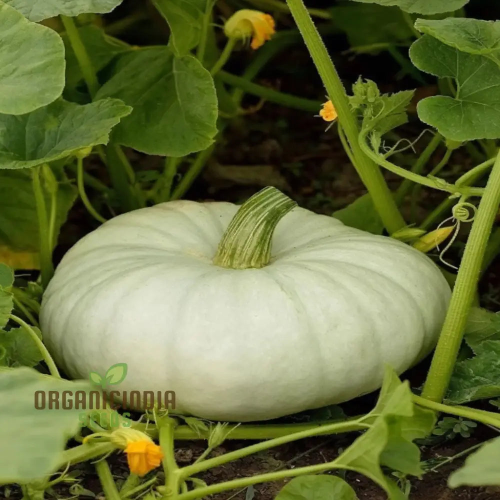 Mature White Pumpkin Plant from Premium Seeds, Vegetable Gardening