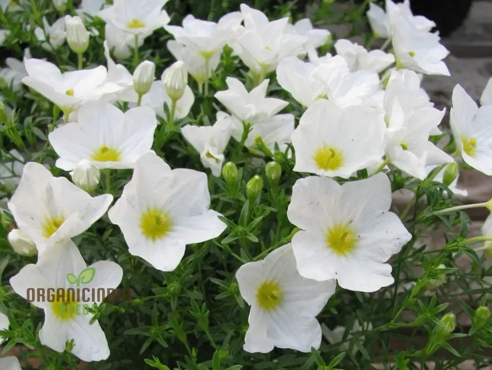 White Robe Cup Flower seeds elegant white blooms