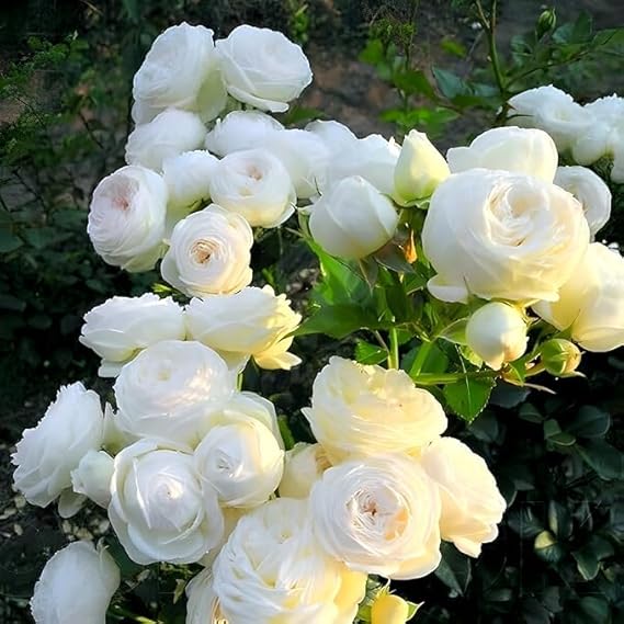 White Rose Plant Seeds for Landscaping