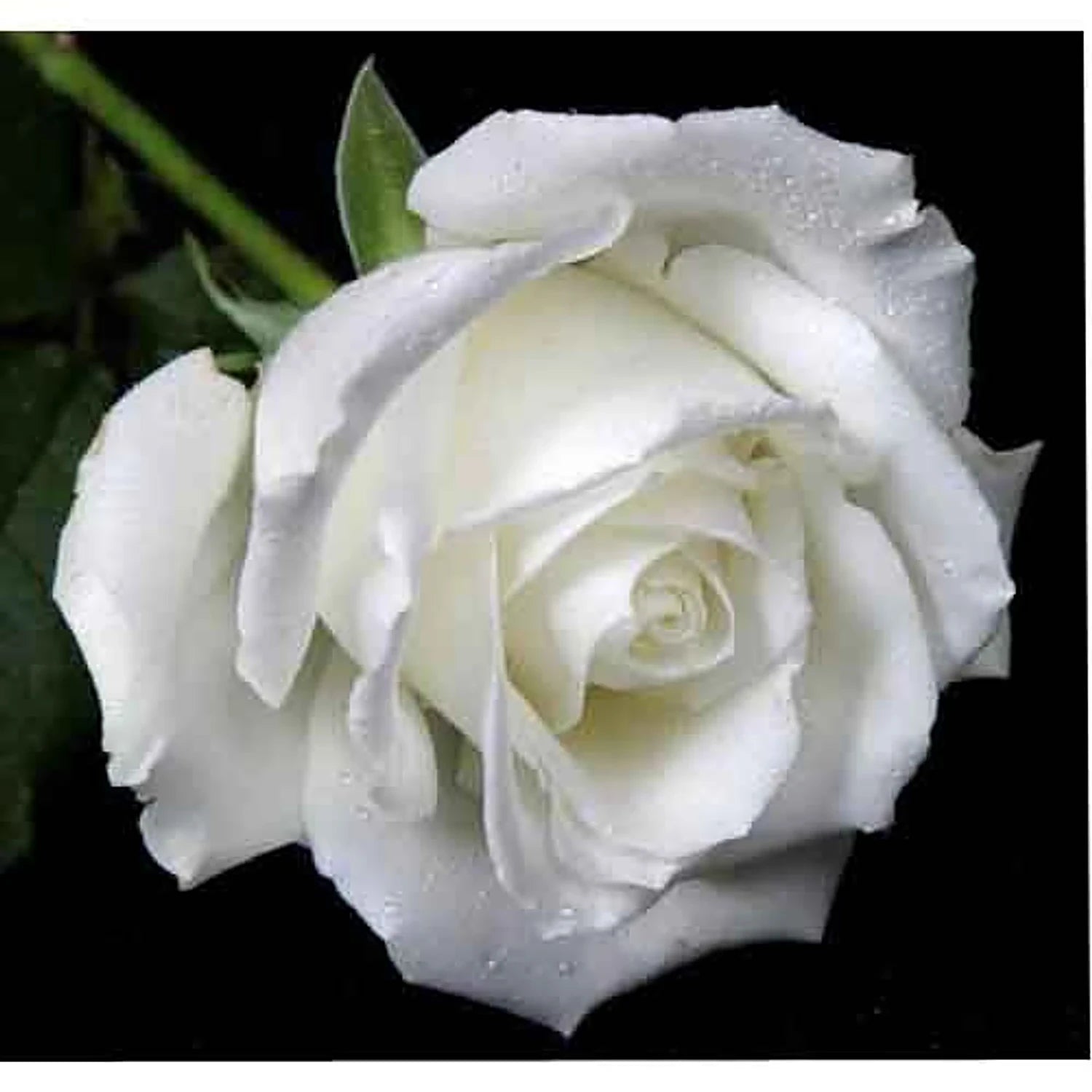White Rose Seeds for Planting in Home Garden
