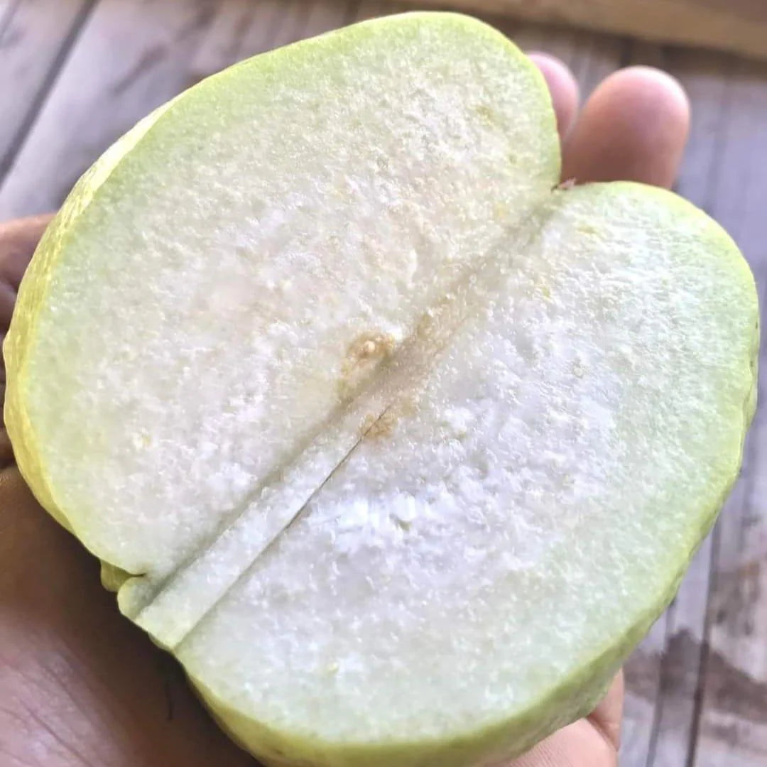 White Seedless Guava seeds for planting Non-GMO tropical fruit trees