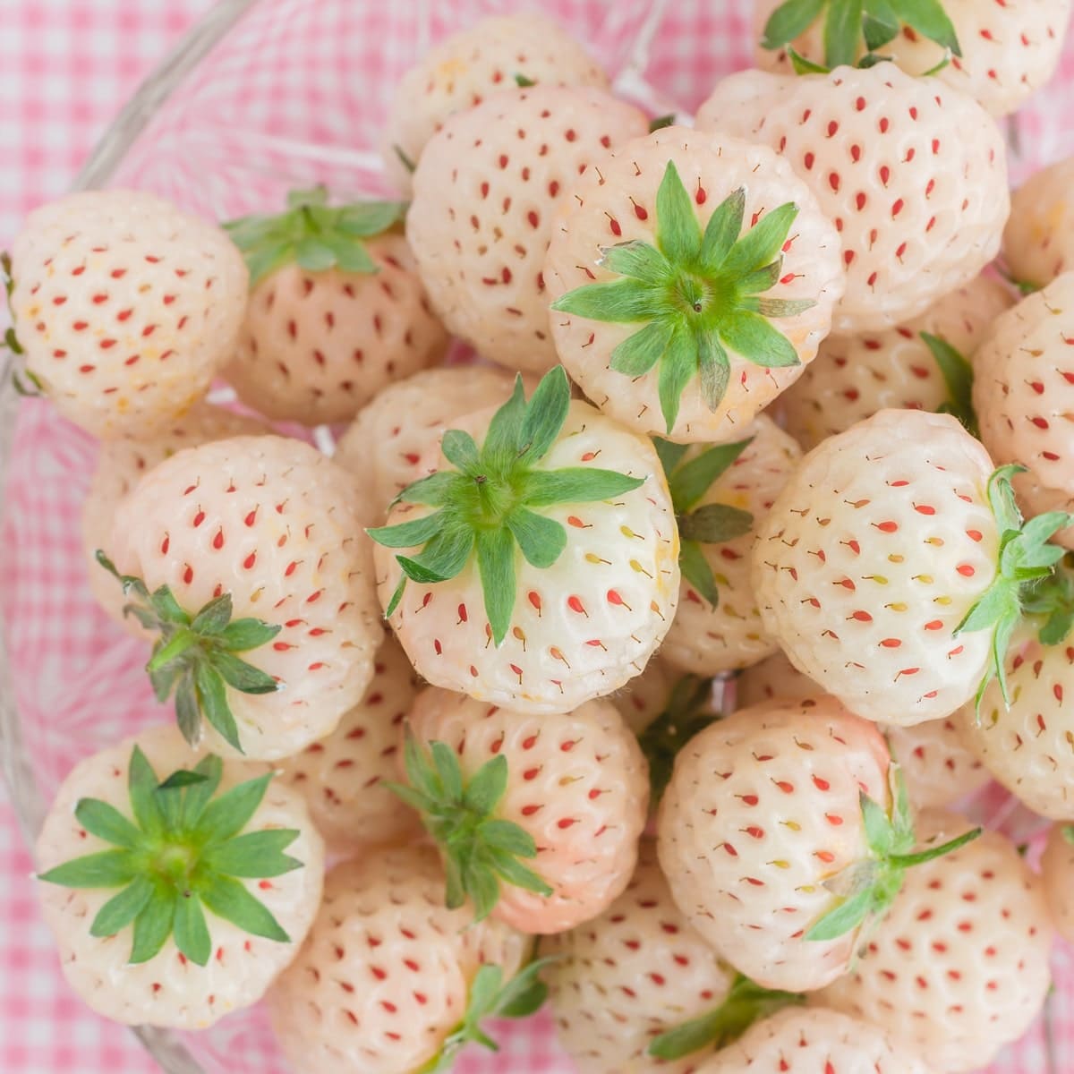 White Soul strawberry seeds for planting rare white alpine strawberries