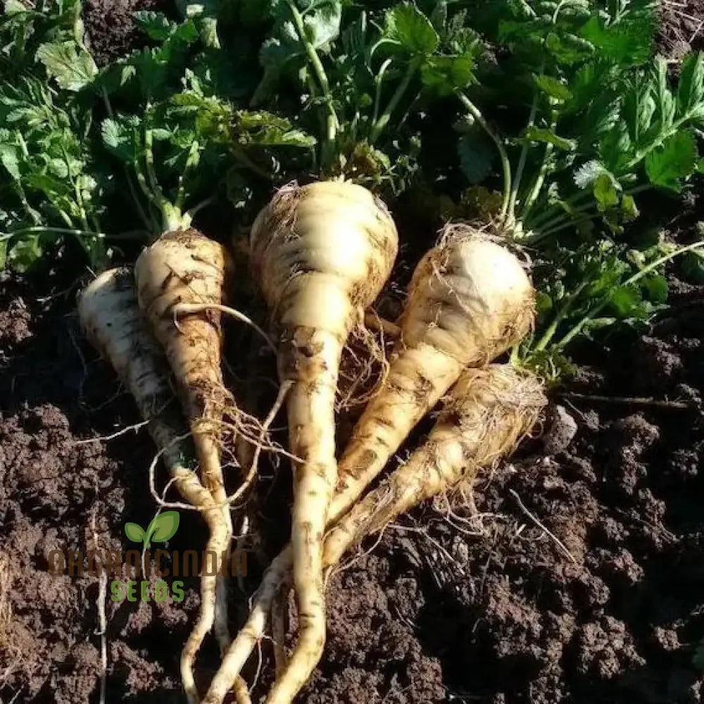 White Spear Parsnip Seeds for Planting, Sweet Root Vegetable Seeds