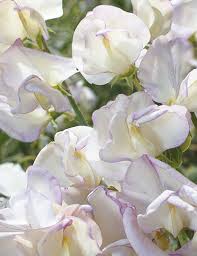 White Sweet Pea Seeds for Cut Flower Arrangements and Home Gardens