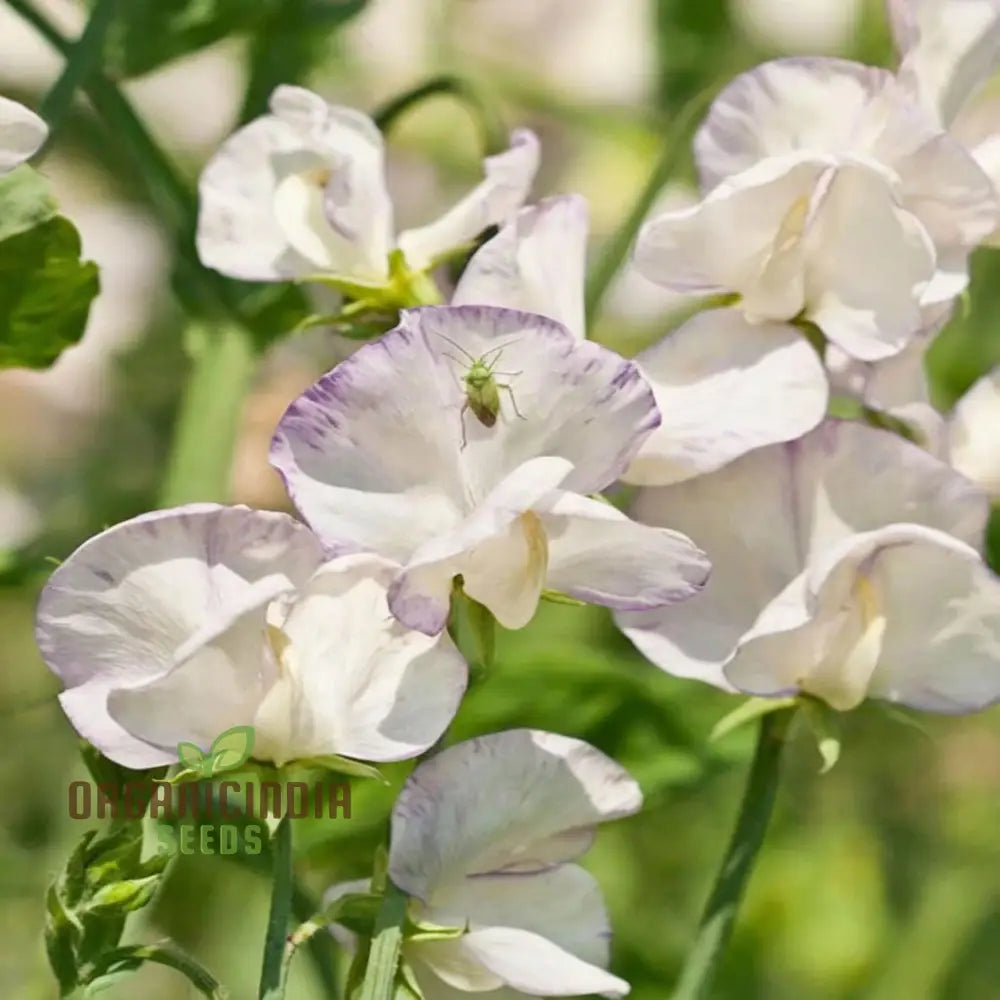 White Sweet Pea Seeds for Fragrant Garden Blooms