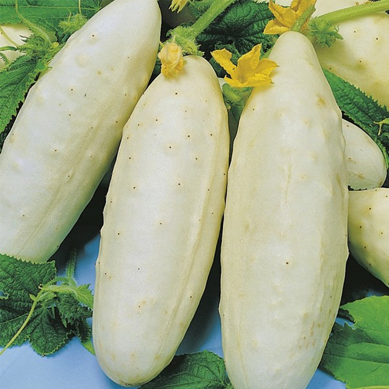 White Wonder Cucumber Plant with White Crisp Cucumbers