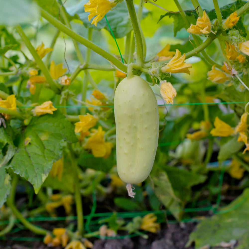 White Wonder Cucumber Seedlings Growing in Garden, Heirloom Variety