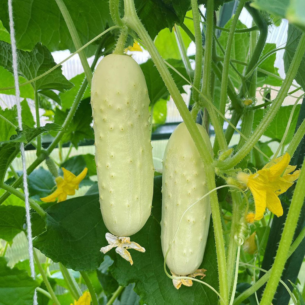 White Wonder Cucumber Seeds for Planting, Heirloom Crisp White Cucumbers