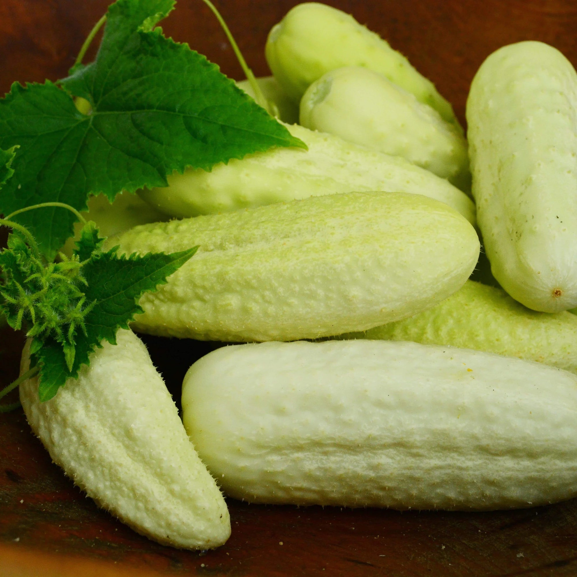 White Wonder Cucumber Seeds for Planting – Non-GMO Heirloom Variety