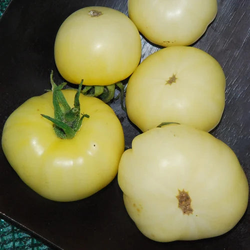 Ripe White Wonder Tomatoes Sweet Juicy Heirloom Fruits