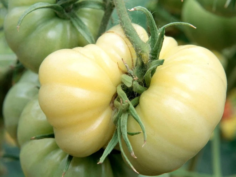 White Wonder Tomato Plant Grown from Heirloom Seeds