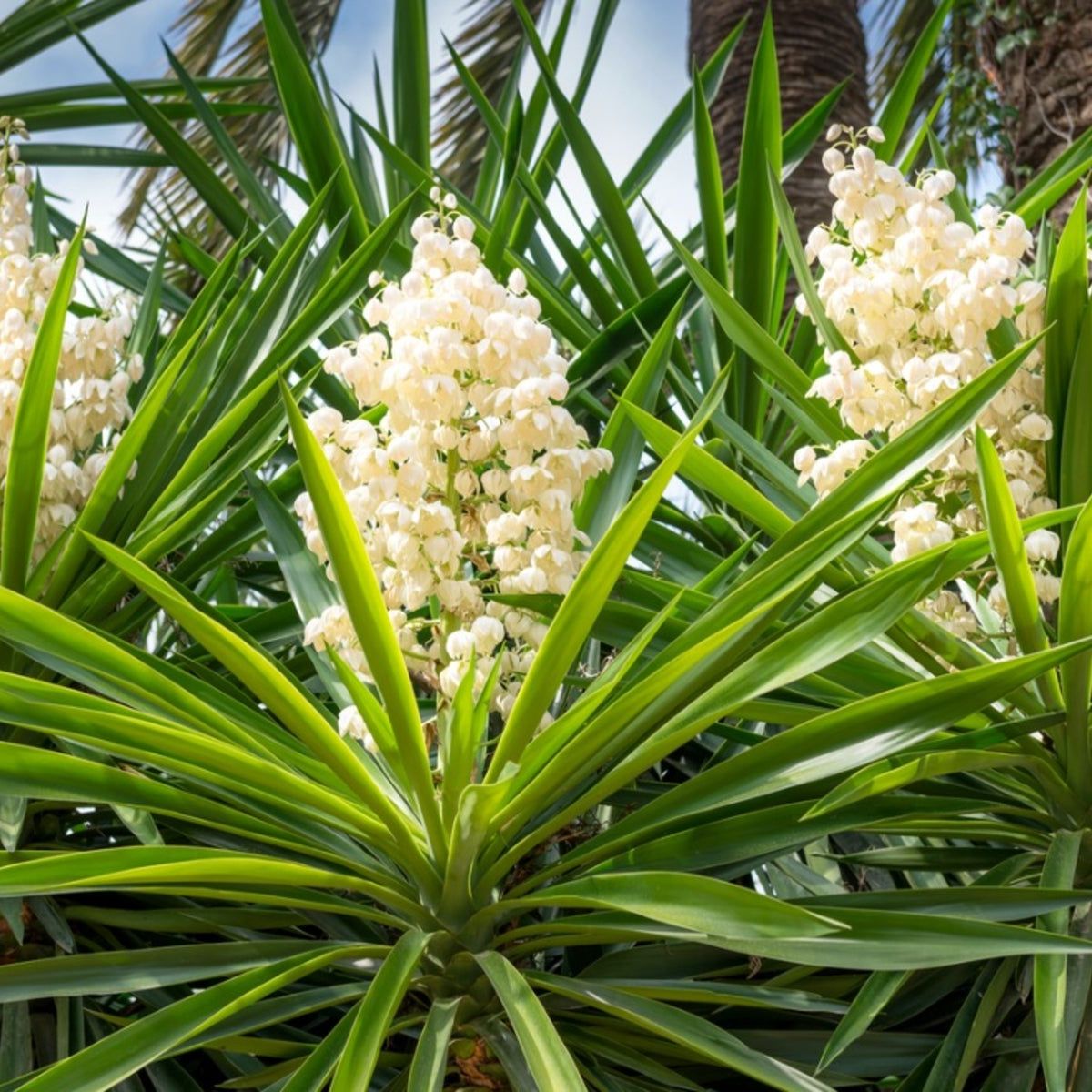 White Yucca Filamentosa Seeds for Drought-Tolerant Garden Planting