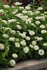 White Zinnia Seeds for Organic Style Garden Planting