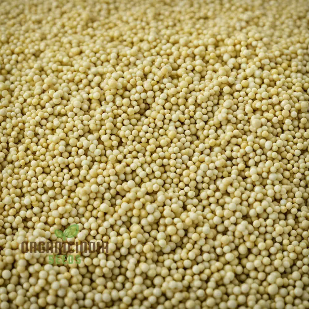 Pure Essence White Mustard Seedlings Fast-Growing Mild Variety