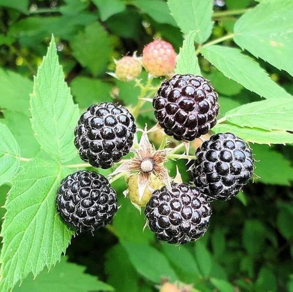 Whitebark Black Raspberry Seeds Non GMO for planting