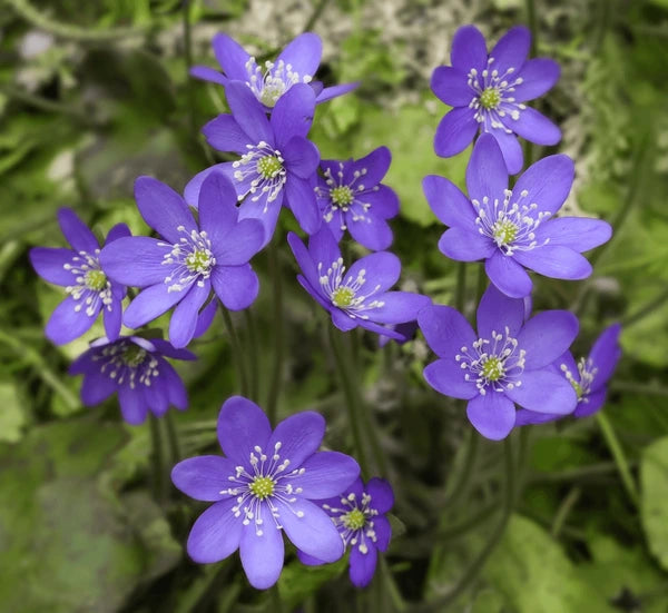 Hepatica Nobilis Seeds – Premium Woodland Bloom Variety for Elegant Gardens