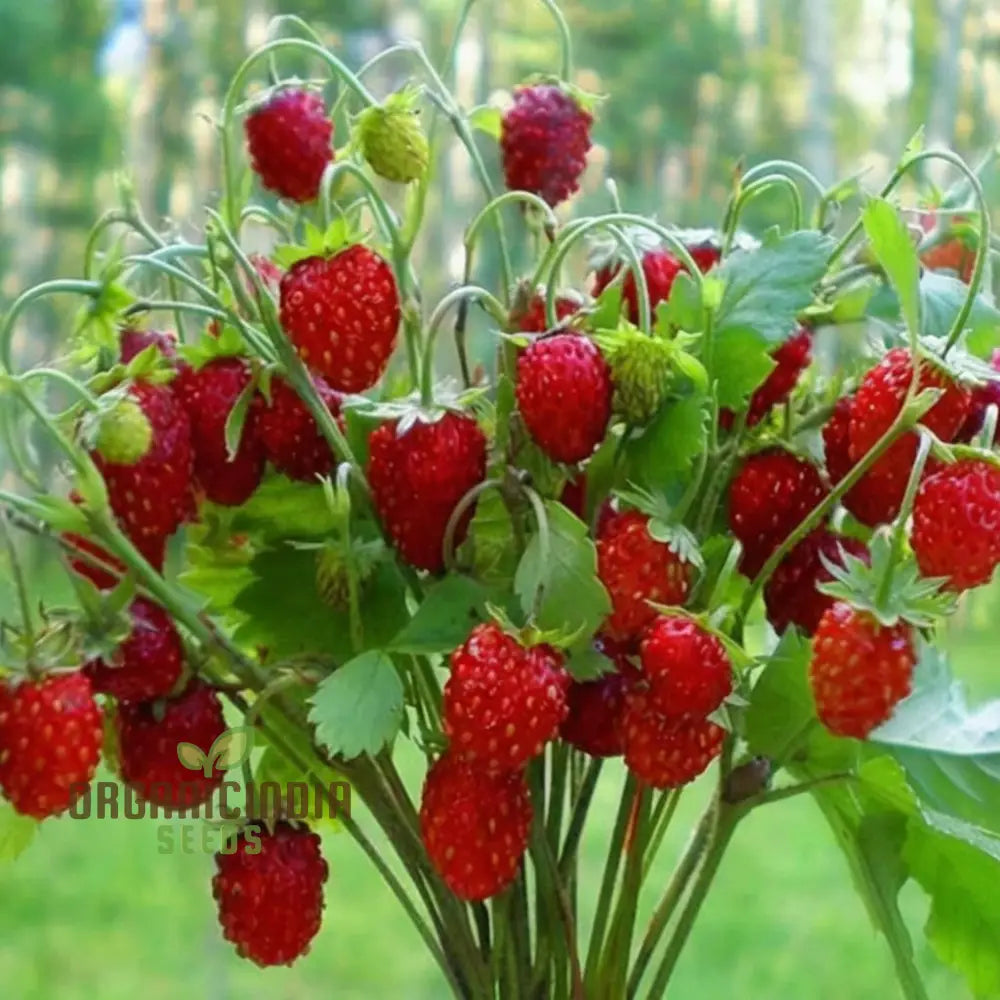 Gourmet wild strawberry seeds for gardeners