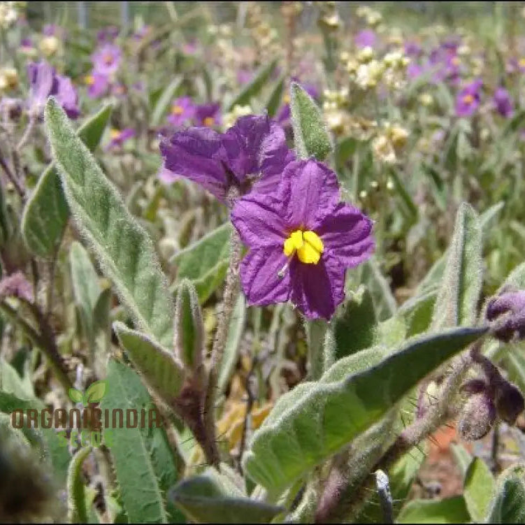 Semi di Pomodoro Selvatico WILDFLOWER per Appassionati di Giardinaggio - Varietà Ereditarie Biologiche per Giardinieri Domestici e Appassionati di Piante