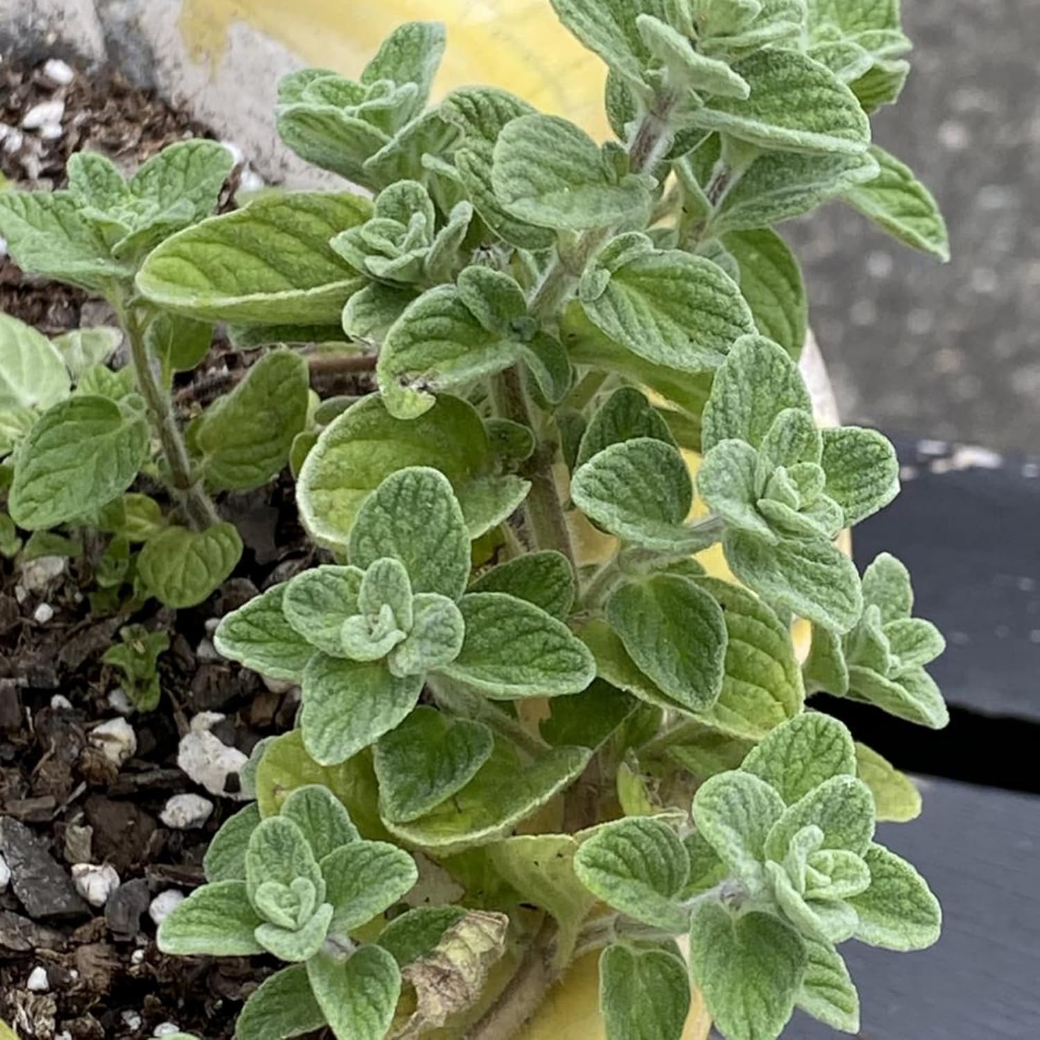 Wild Zaatar Oregano Seeds Origanum Syriacum for Planting