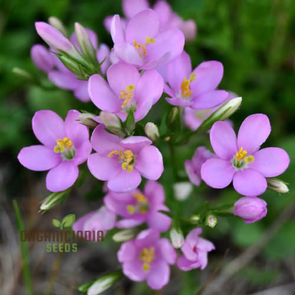Wildflower Centaurium Seeds Ideal for Naturalized Garden Planting