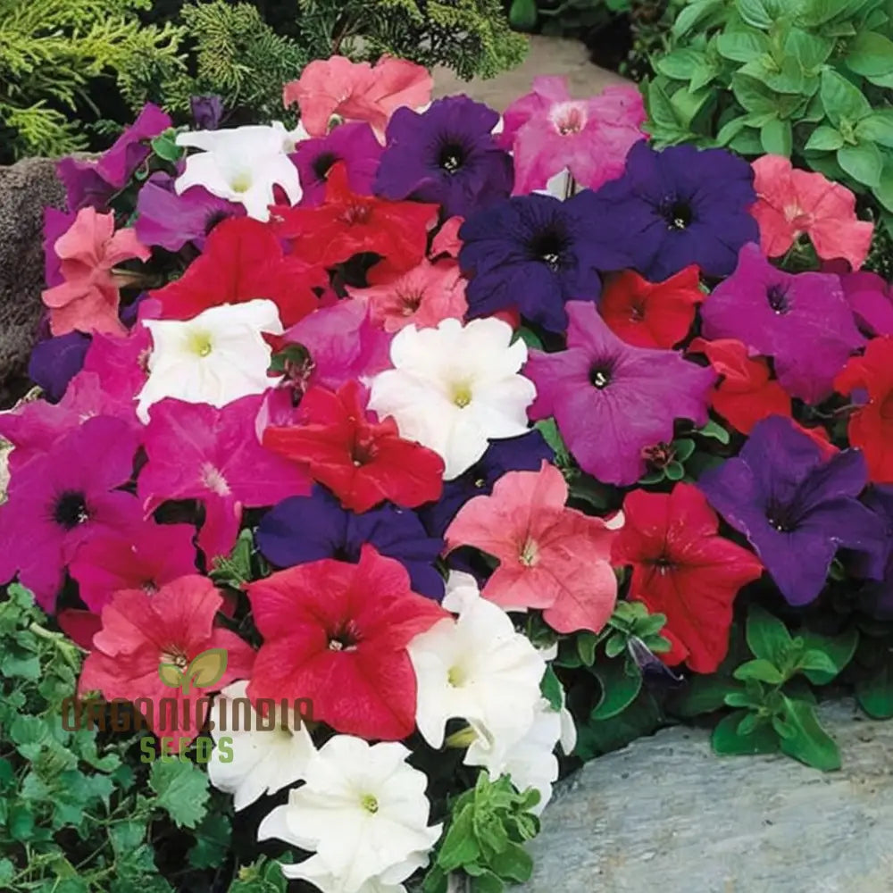 Winter season flower seeds