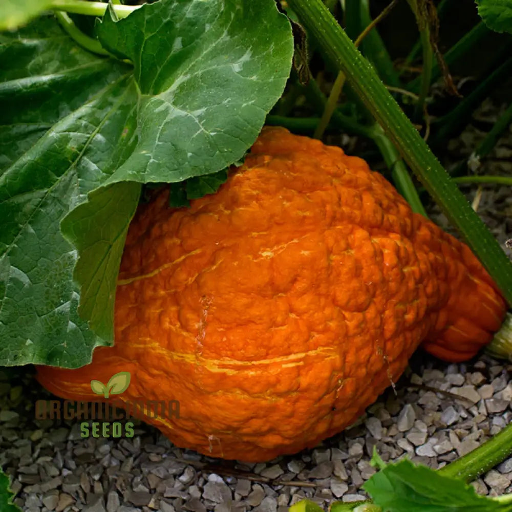 Golden Hubbard Winter Squash Seeds for Home Garden, Nutritious Vegetable Seeds