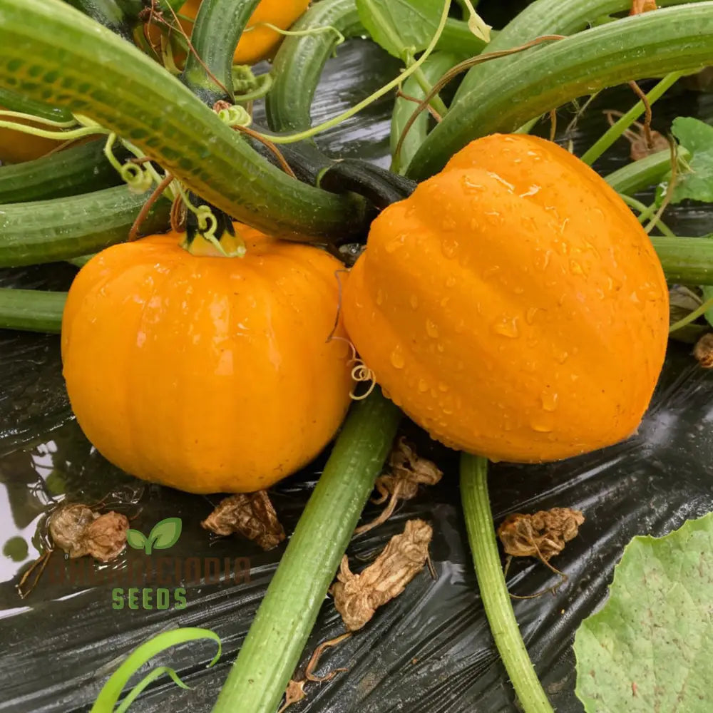 Winter Squash Goldilocks Seeds for Home Garden, Heirloom Vegetable Seeds