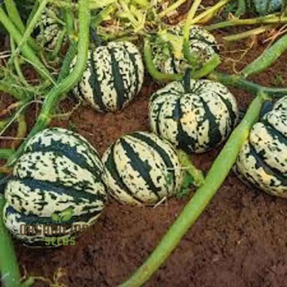 Winter Squash Heart of Gold Seeds for Home Garden, Heirloom Vegetable Seeds