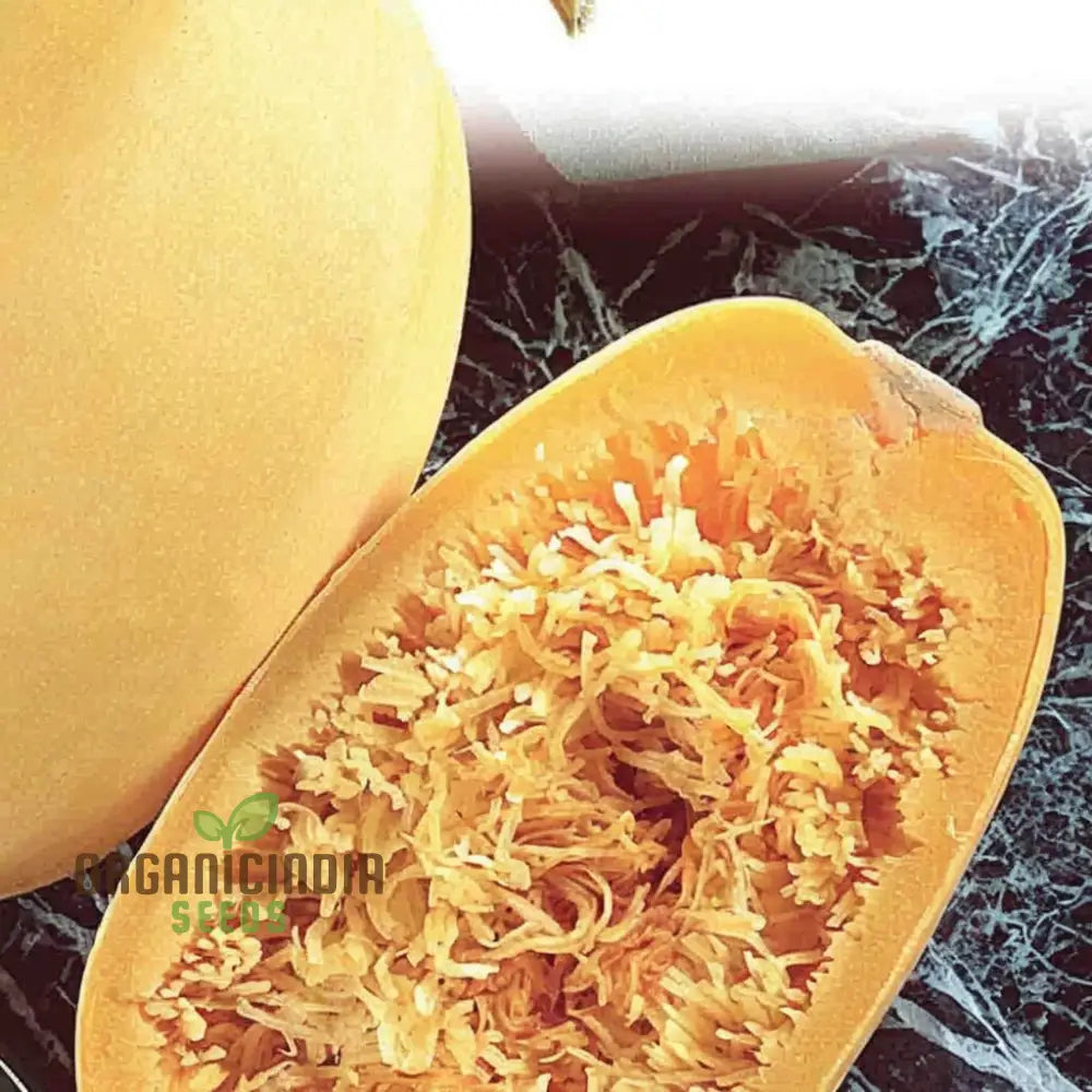 Fresh Spaghetti Winter Squash, Oval Yellow Fruits for Healthy Cooking