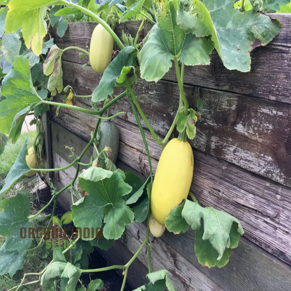 Mature Spaghetti Winter Squash Plant with Ripened Yellow Fruits