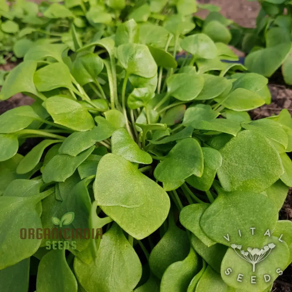 Winter Purslane Seeds Growing in Containers – Perfect for Cool Season Gardening