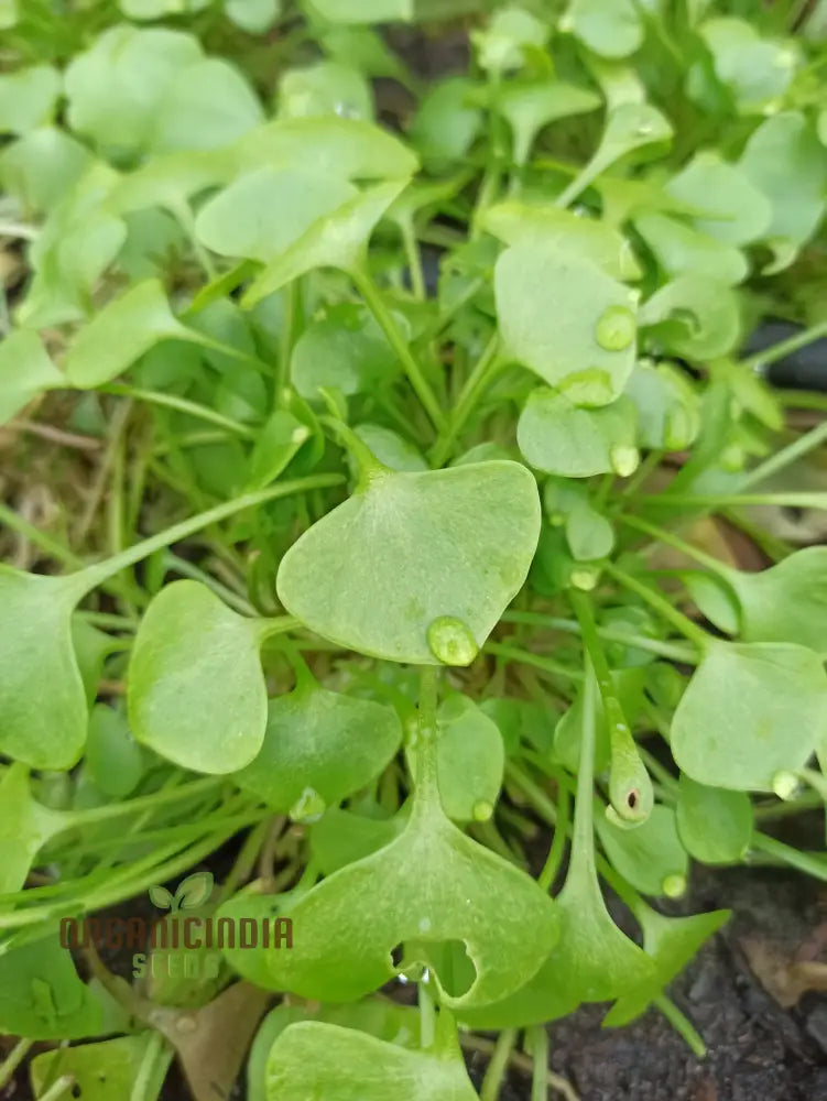Winter Purslane Seeds Sprouting in Cool Garden Soil – Hardy Winter Greens
