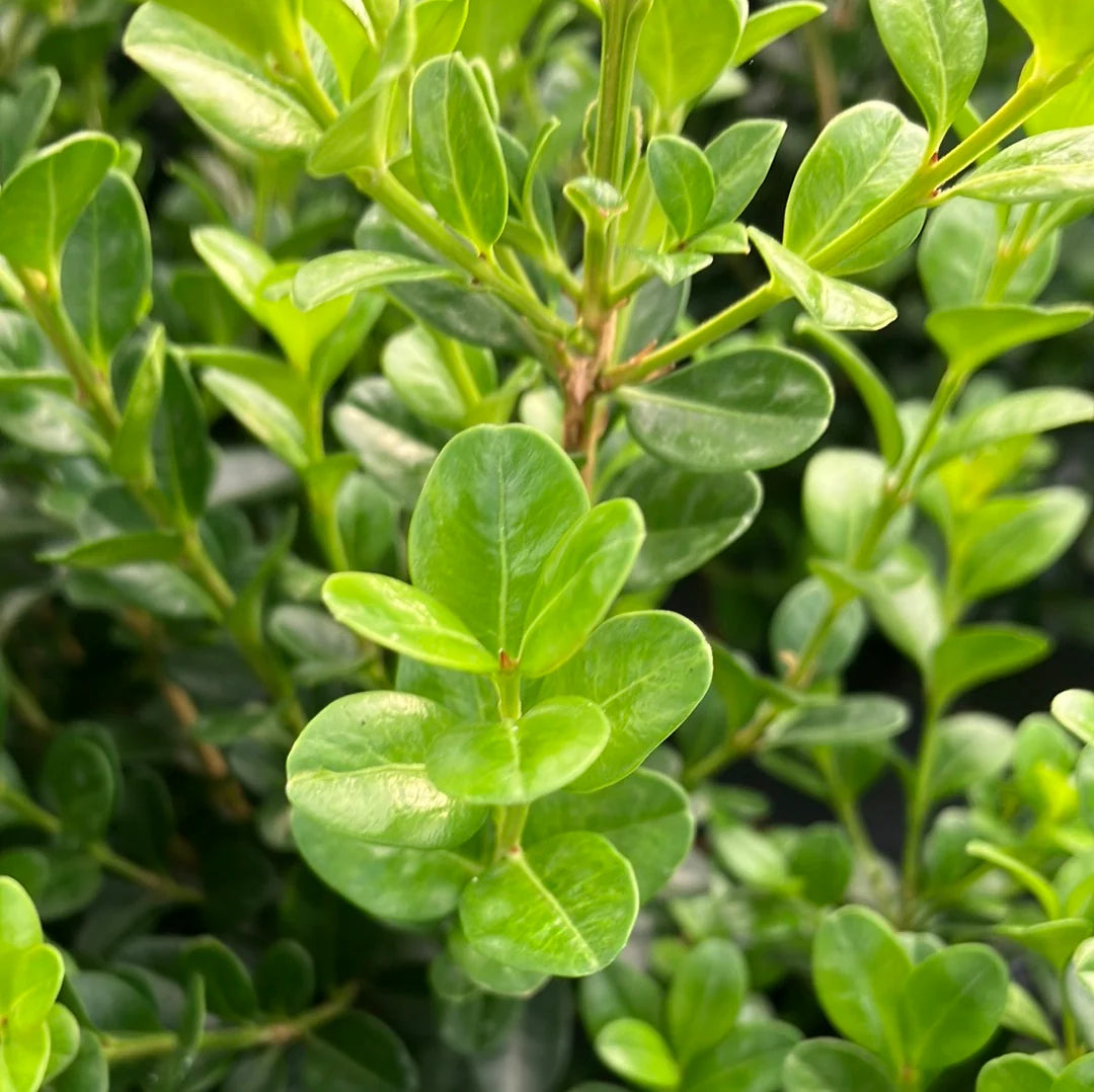 Wintergreen Japanese Boxwood Seeds Buxus microphylla Evergreen Shrub