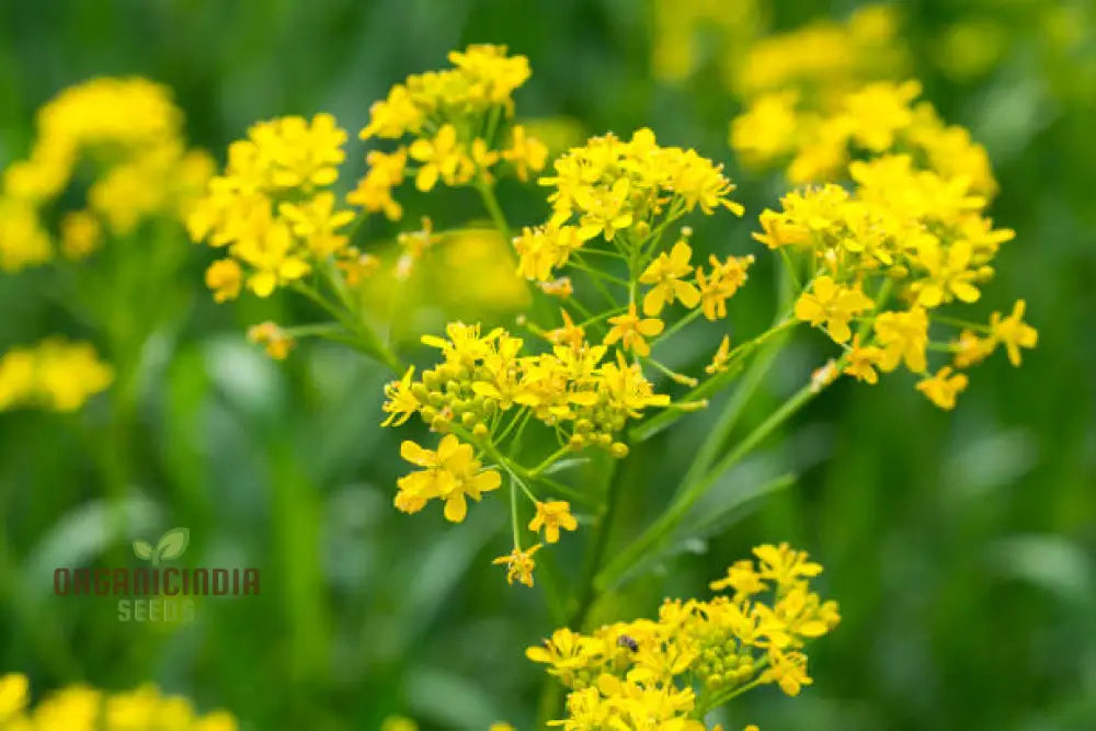 Woad Flower Seeds for Garden Planting and Vibrant Yellow Blooms