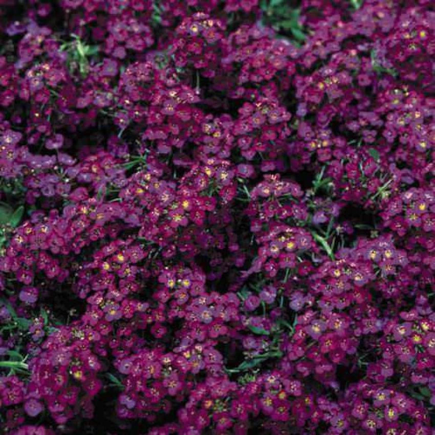 Wonderland Deep Rose Alyssum seeds compact pink blooms