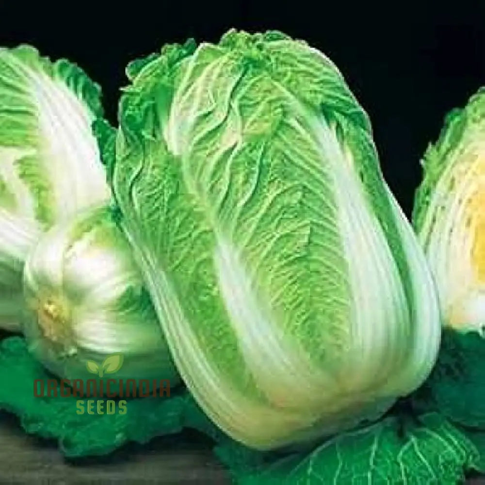 Mature Wong Bok Plant from Premium Seeds, High-Yield Leafy Greens