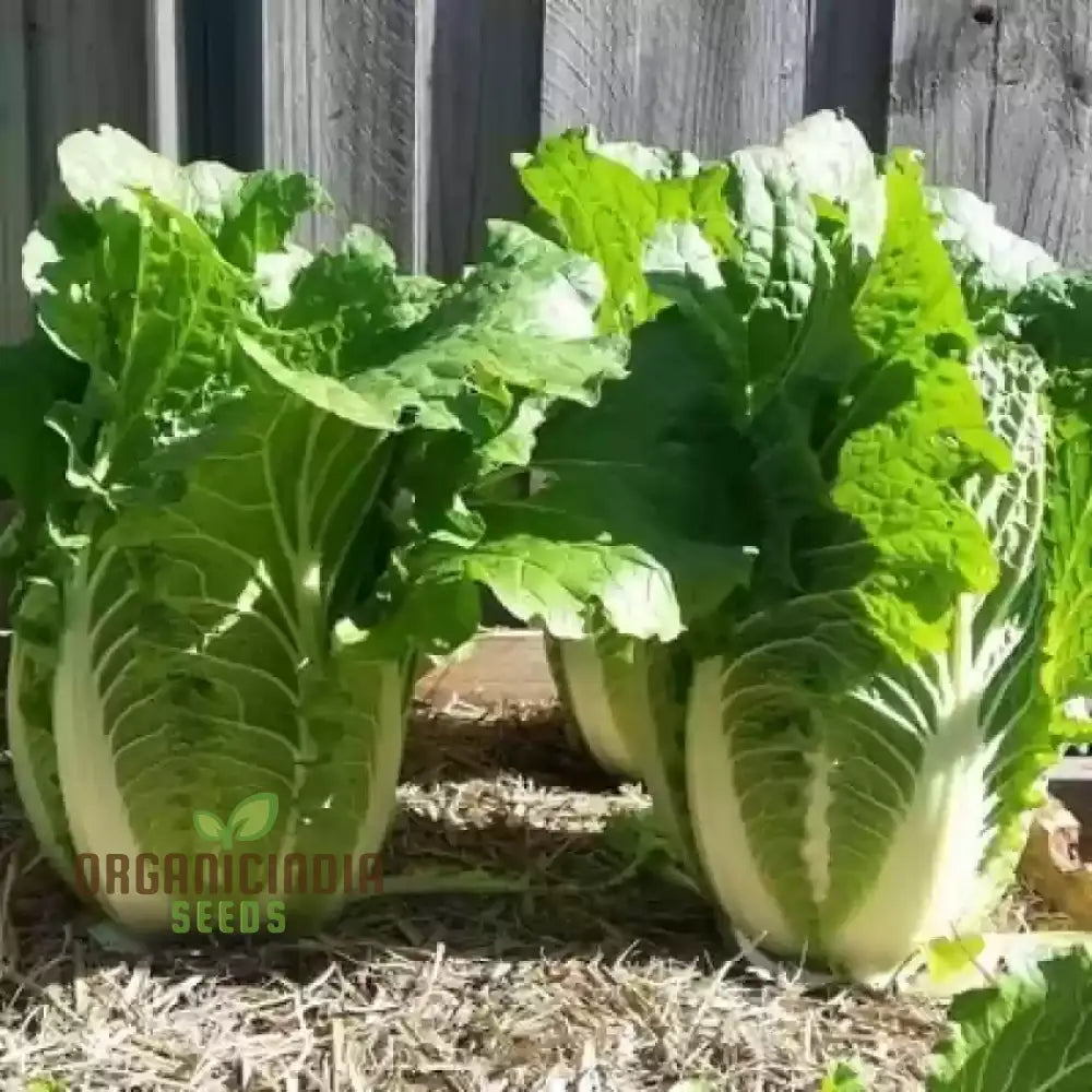 Wong Bok (Napa) Cabbage Growing in Container from Seeds