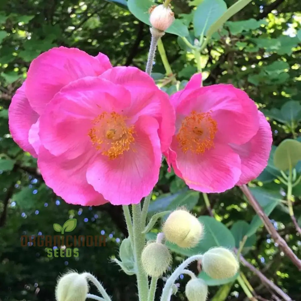 Woodland garden Meconopsis seeds for cool climate planting