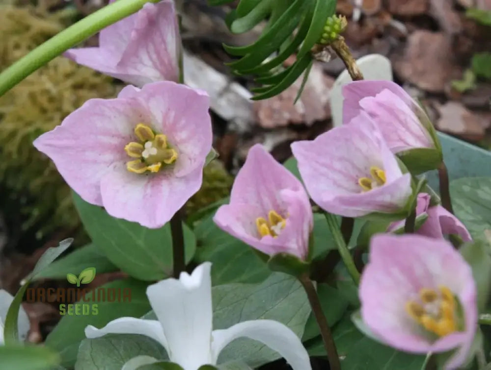 Woodland garden Trillium seeds for shaded areas