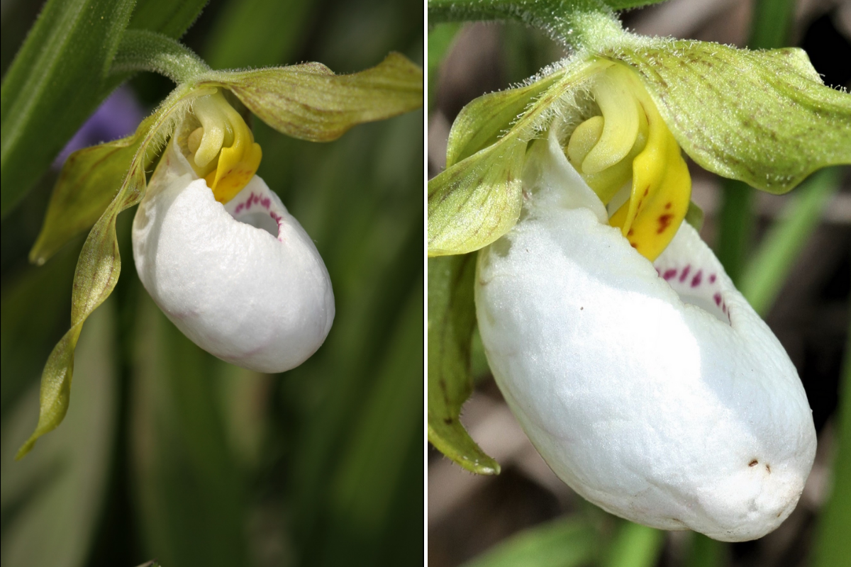 Woodland orchid seeds elegant white blooms